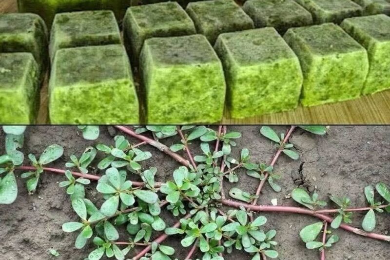 The Best Way to Preserve Fresh Purslane for Smoothies, Soups, and Healthy Meals