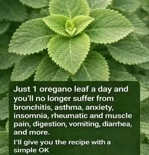 Cuban Oregano Tea